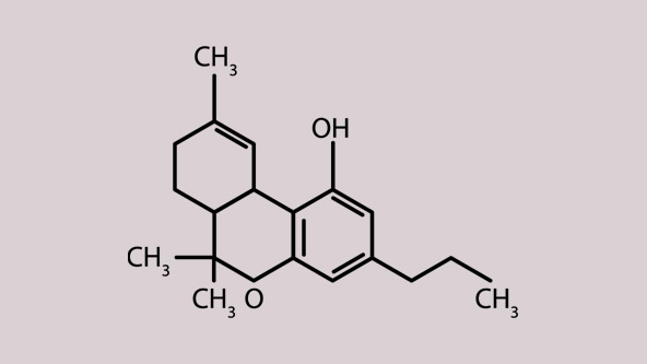 CBN, CBC, CBG and THCV: minor cannabinoids | SQDC